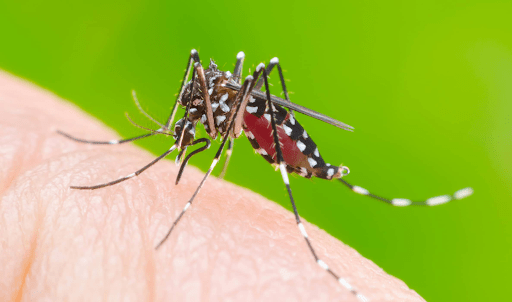Muoi Aedes La Mam Benh Gay Sot Xuat Huyet Min