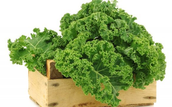 Cải xoăn Kale rất tốt cho sức khỏe 