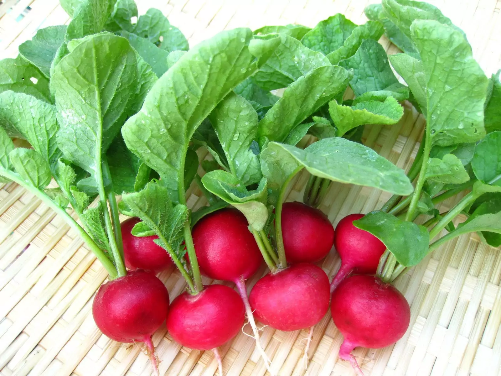 Củ cải đường - loại bỏ độc tố cho thận 
