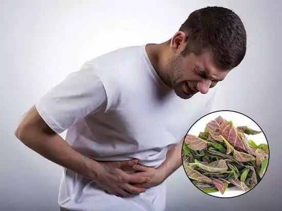 Hỗ trợ điều trị đau dạ dày bằng lá mơ 