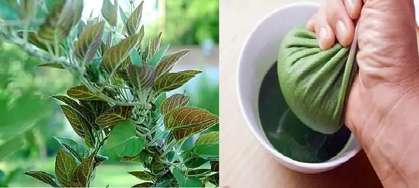 Tác dụng của lá mơ giúp giảm đau 