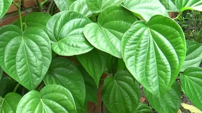 Lá trầu không giúp chữa lẹo 