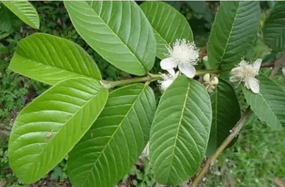 Lá ổi giúp chữa lẹo 