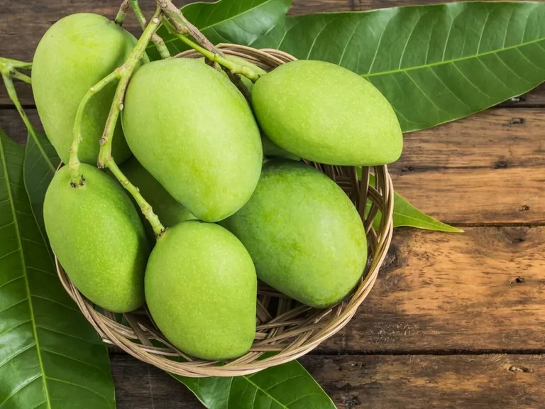 Các mẹ có thể ăn xoài xanh nhưng chỉ nên ăn 2-3 lát cho mỗi lần 