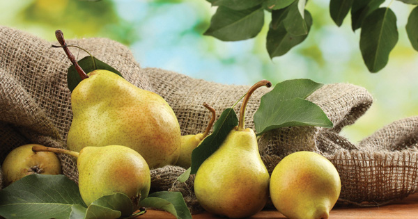 Juicy Flavorful Pears Of Nature Background