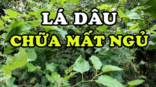 Cach Dung La Dau Tam Chua Mat Ngu Min