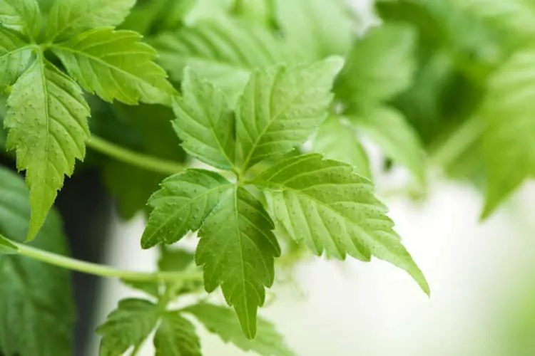 Một số lưu ý khi dùng giảo cổ lam
