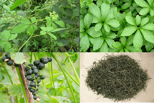 Đặc điểm của cây giảo cổ lam