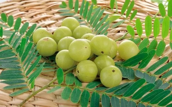 Cây me rừng đem lại nhiều lợi ích cho sức khỏe