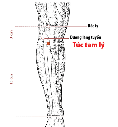 Huyệt Túc tam lý