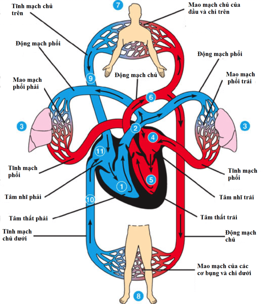 Vai trò của hệ mạch trong sự tuần hoàn máu