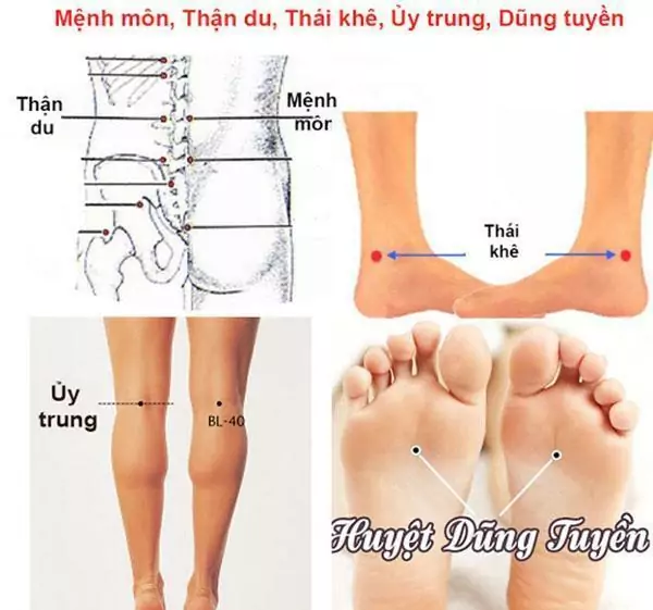huyet dung tuyen va tac dung tri benh ky dieu 2