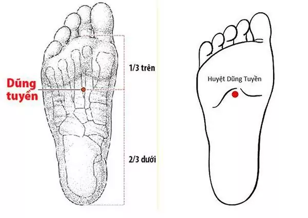 huyet dung tuyen va tac dung tri benh ky dieu 3